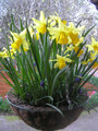 Mixed Miniature Daffodils