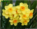 Golden Dawn - Multi-Headed Daffodil