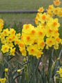 Soleil d' Or - Multi-Headed Daffodil
