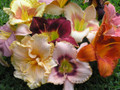 Unnamed Daylilies - Special Offer