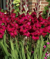 Plum Tart - Gladiolus