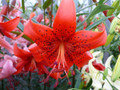 Red Life - Tiger Lily