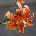 Floro Pleno - Tiger Lily