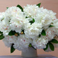 Marie Lemonie - Peony Roses