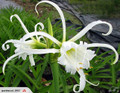 Spider Lily - (Ismene Festalis)