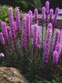 Amethyst Beauty - Liatris