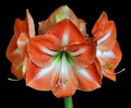 Hippy Surprise Pack - Unnamed Hippeastrum