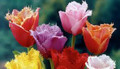 Mixed Fringed Tulips