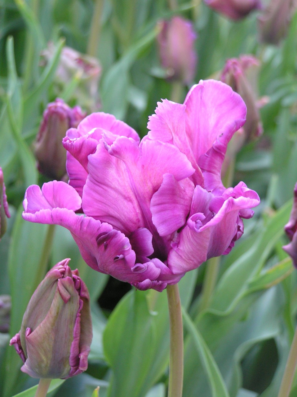Blue Parrot Parrot Tulips Tulips With A Difference