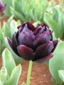 Black Hero - Double Tulip