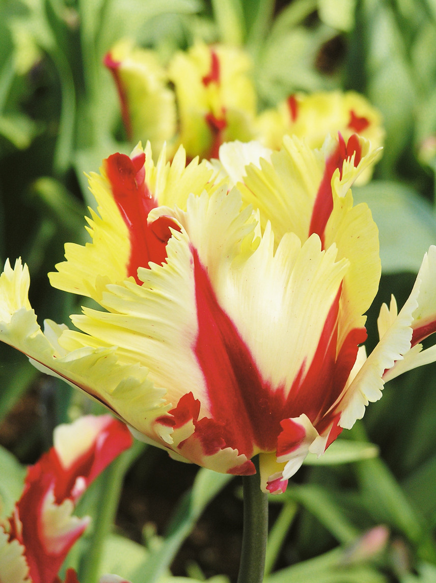 Flaming Parrot Tulips With A Difference