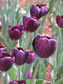 Black Jack-Triumph tulip
