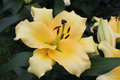 Saltarello - Oriental Trumpet Lilies