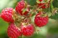 Raspberries - Chilliwack