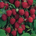 Raspberries - Willamette