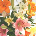 Asiatic Liliums Mixed Colours