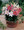 Oriental Trumpet Lilies