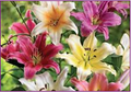 Oriential Trumpet Lilium Mix