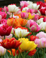Double Tulips - Mixed Colours