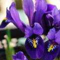 Reticulata Pixie (Dwarf Iris)