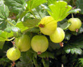 Gooseberries