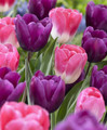 Mixed Triumph Tulips Your Choice 