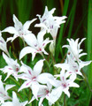 Special Offer - Baby Gladiolus Collection