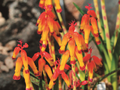 Special Offer - Lachenalia Collection