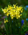 Hawera - Miniture Daffodil