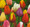 Tulips - Mixed colours