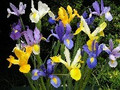 Dutch Iris - Mixed colours