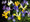 Dutch Iris - Mixed colours