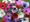Anemones - mixed colours