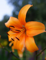 Pearl Justine - Asiatic Lilium