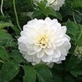 White  - Decorative Dahlia