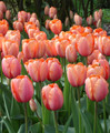 Bulk Tulips - Apricot Impression Darwin Hybrid
