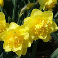 Dick Wilden - Double Daffodil