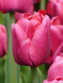 Perk - Triumph Tulip