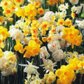 Special Offer - Mixed Multi Headed Daffodils