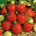 Red Gauntlet - Strawberry
