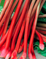 Red Dragon - Rhubarb
