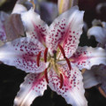 Muscadet - Oriental Lilium