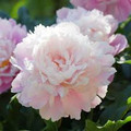 Marguerite Gerrard - Peony Roses