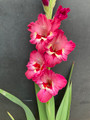 Vandahla - Gladiolus