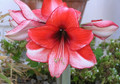 Charisma - Hippeastrum