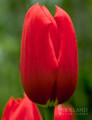 Bulk Tulips - Sky High Scarlet Single Late Tulip