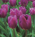 Bulk Tulips - Purple Prince Triumph Tulip