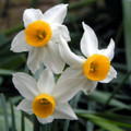Canaliculatis - Miniature Daffodil