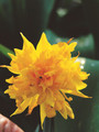 Rip Van Winkle - Miniature Daffodil