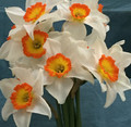 Scimatar - Single Daffodil